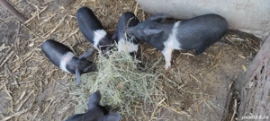 Vând purcei Bazna  - imagine 2