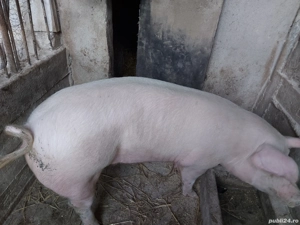     Porc de vânzare - imagine 2