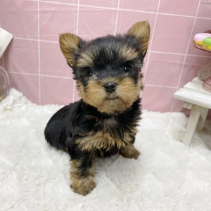 Yorkshire Terrier Cadoul perfect pentru copii de Crăciun!