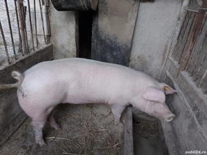     Porc de vânzare - imagine 3