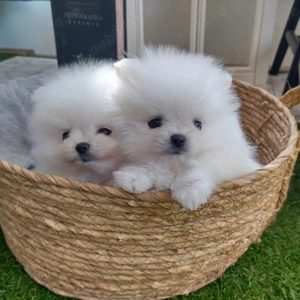 Pomeranian cu genetic pur