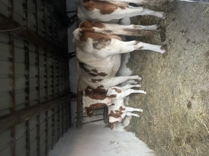 Vând o vacă și o junincă ! - imagine 2