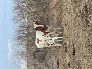 Vând o vacă și o junincă ! - imagine 3