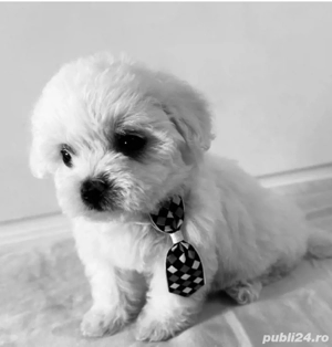 Vand bishonel maltez miny toy 6 saptamani