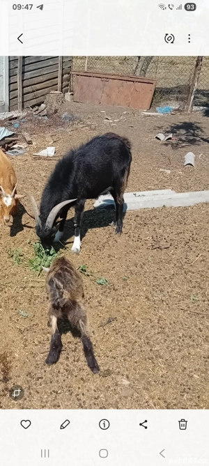 capra de vinzare - imagine 4 capra de vinzare - imagine 4