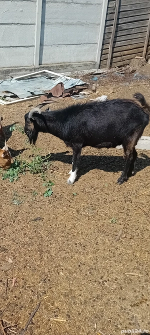 capra de vinzare - imagine 3 capra de vinzare - imagine 3