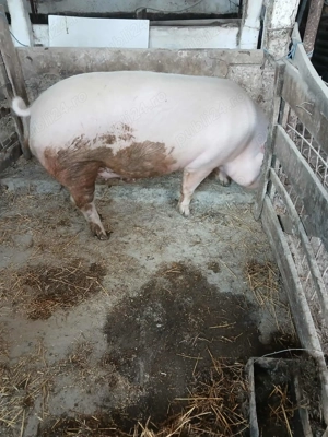 Porci crescut natural posibilitate taiere 