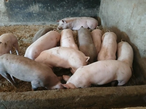 Porci de vanzare, crescuti natural, posibilitatea taieri la domiciliu! - imagine 3
