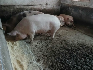 Porci de vancare, crescuti bio, posibilitatea taieri la domiciliu! - imagine 3