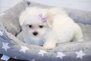 Bichon Maltez disponibili