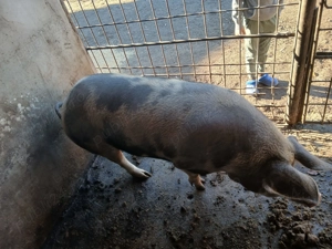 Vand purcea  de carne - imagine 2