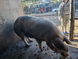 Vând purcea castrata nefatata niciodată