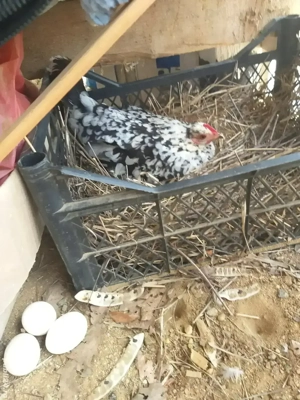 Vând găini pitică la prețul de 50lei pe pereche 