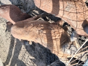 Scrofițe mangalița  - imagine 2