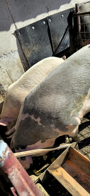 Vând porci bucerdea granoasa  - imagine 2