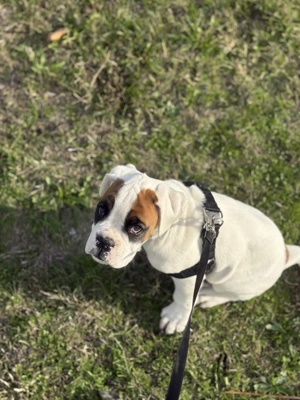 Vând boxer german femela