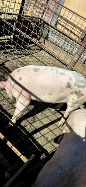 Vând porci bucerdea granoasa  - imagine 5