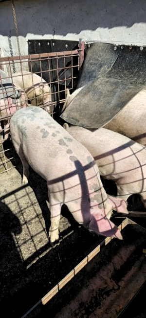 Vând porci bucerdea granoasa  - imagine 3