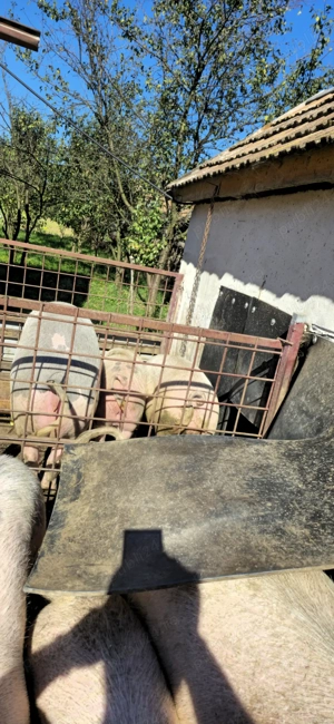 Vând porci bucerdea granoasa  - imagine 4