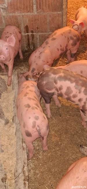 Vând purceii rasa Pietrean crescuti bio  - imagine 4 Vând purceii rasa Pietrean crescuti bio  - imagine 4