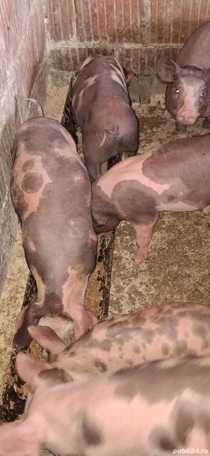 Vând purceii rasa Pietrean crescuti bio  - imagine 3 Vând purceii rasa Pietrean crescuti bio  - imagine 3