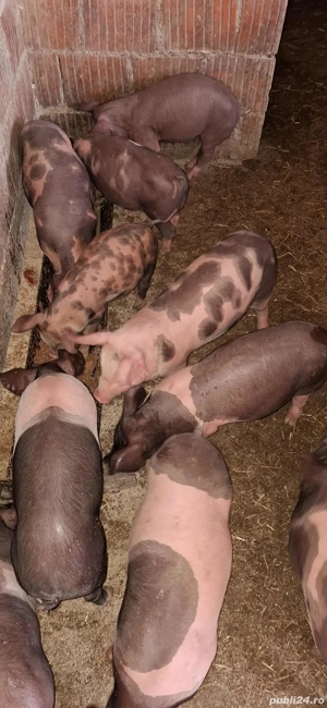 Vând purceii rasa Pietrean crescuti bio  - imagine 5 Vând purceii rasa Pietrean crescuti bio  - imagine 5