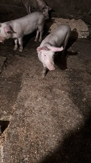 Porc bun pentru rotisor