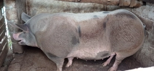 Purcea pietran belgian 