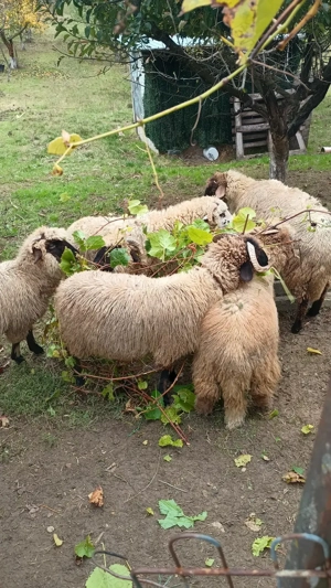 Berbecuti de vanzare - imagine 2