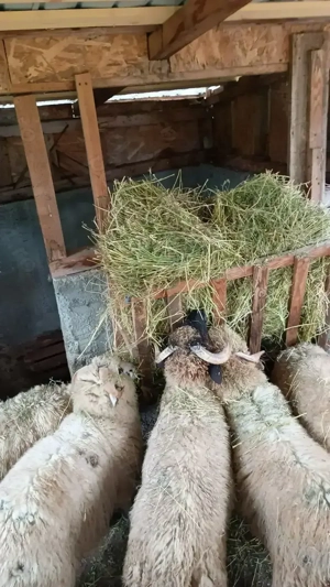 Berbecuti de vanzare