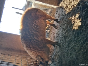 Porci grași mangalița 