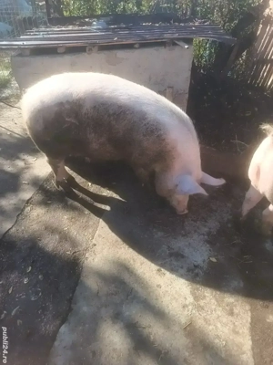 Porci de vânzare. - imagine 2