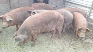 Porc de vanzare - imagine 5 Porc de vanzare - imagine 5