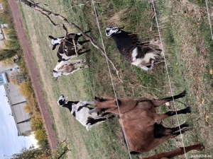 Capre și țap  - imagine 2