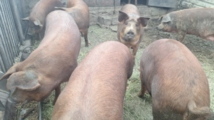 Porc de vanzare - imagine 4 Porc de vanzare - imagine 4