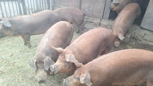 Porc de vanzare - imagine 2 Porc de vanzare - imagine 2