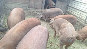 Porc de vanzare - imagine 3 Porc de vanzare - imagine 3