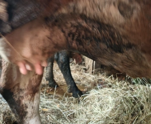 De vânzare,vaca de 4 ani