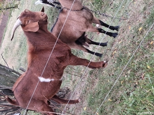 Capre și țap  - imagine 5