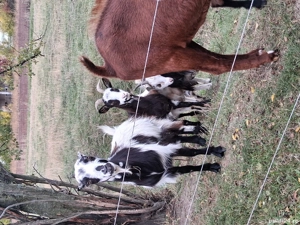 Capre și țap  - imagine 3