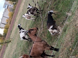 Capre și țap  - imagine 4