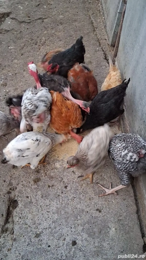 Găini,puicuțe și cocoșei - imagine 4