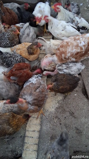 Găini,puicuțe și cocoșei - imagine 2
