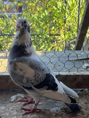 Porumbei voiajori - imagine 2