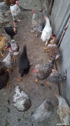 Găini,puicuțe și cocoșei - imagine 3