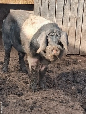 Vier bazna - imagine 2 Vier bazna - imagine 2