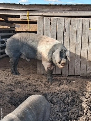 Vier bazna - imagine 3 Vier bazna - imagine 3