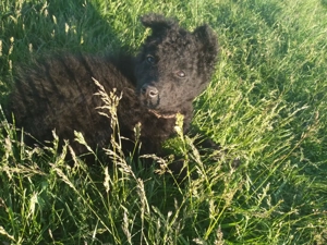 Vând căței de întors oile