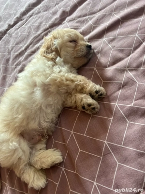 Bichon de vânzare    Pui sănătoși și jucăuși, fără vaccin și fără transport. Se pot vedea la domicil