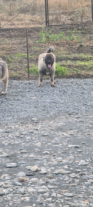 Cățel ciobănesc carpatin  - imagine 2 Cățel ciobănesc carpatin  - imagine 2